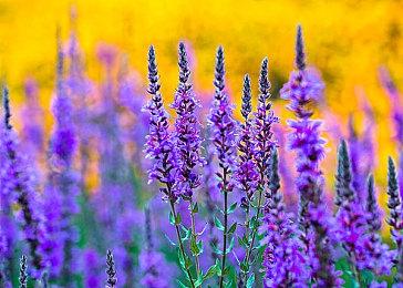 雷军发长文称赞任天堂  从任天堂身上学到很多